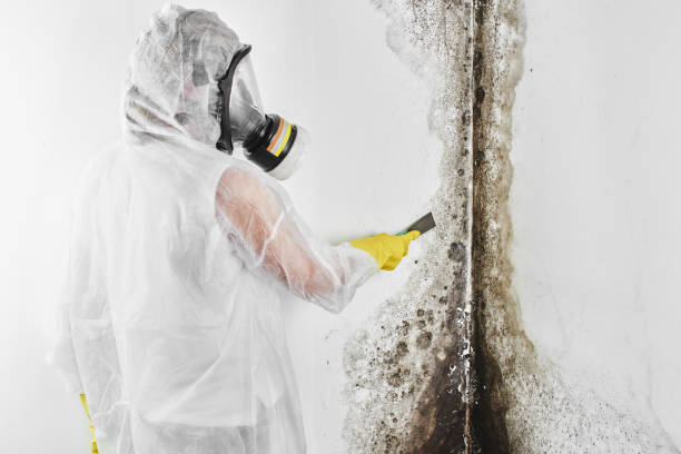 Best Black Mold Removal  in St Peter, WI
