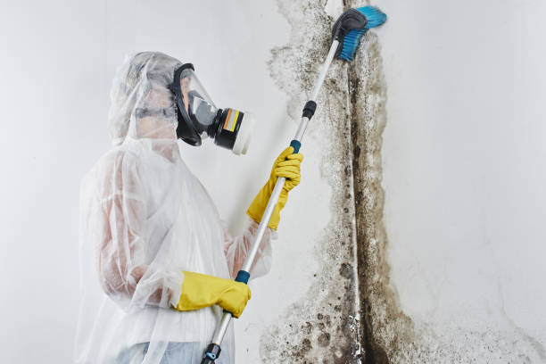 Best Black Mold Removal  in St Peter, WI