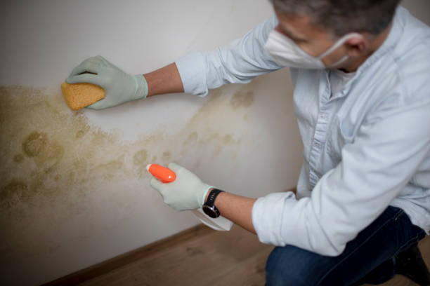 Best Black Mold Removal  in St Peter, WI