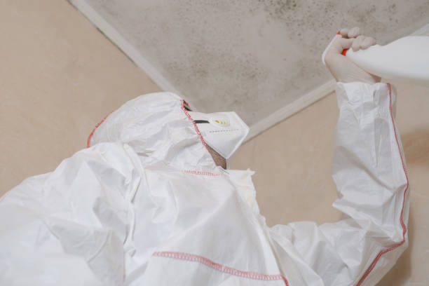 Best Best Mold Removal Companies  in St Peter, WI