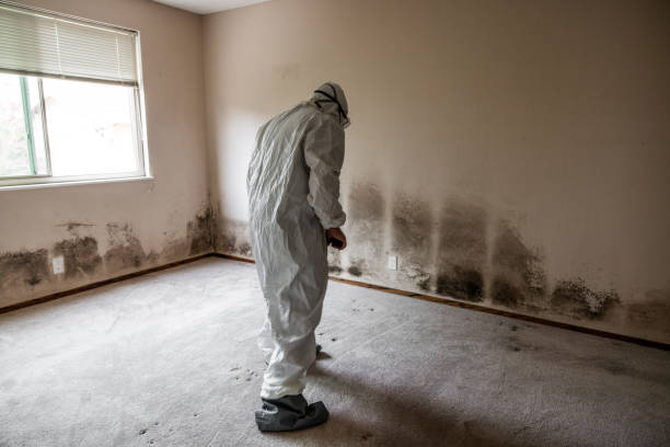 Best Best Mold Removal Companies  in St Peter, WI