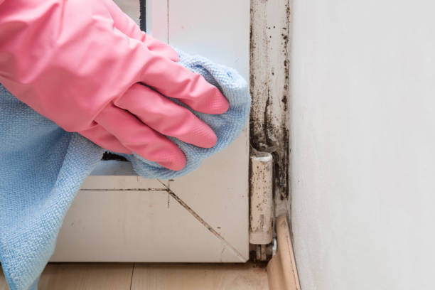 Best Certified Mold Removal  in St Peter, WI